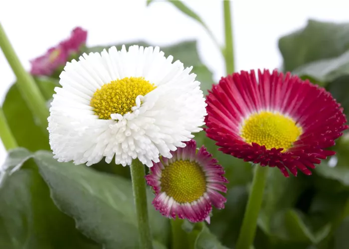 Bellis perennis Duo  Bellis perennis Duo