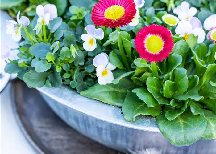Bellis perennis  Bellis perennis