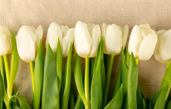 Tulipa bakeri Tulipa bakeri