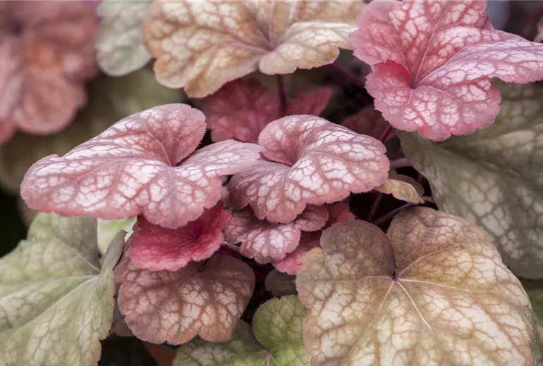 Heuchera 'Amber Lady'