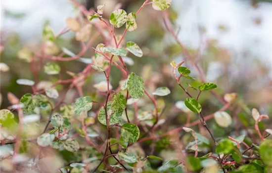 Muehlenbeckia complexa Camouflage Muehlenbeckia complexa Camouflage