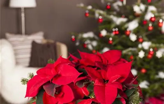 Euphorbia pulcherrima rot