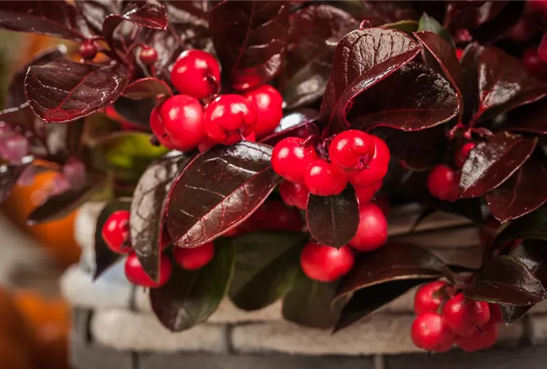 Gaultheria procumbens