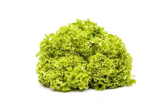 Lollo Bionda Lollo Bionda