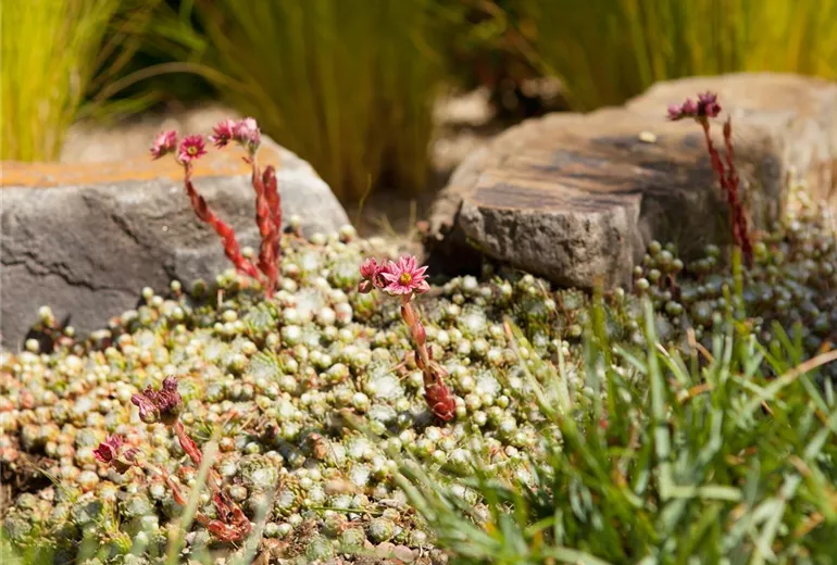 Sempervivum Sempervivum
