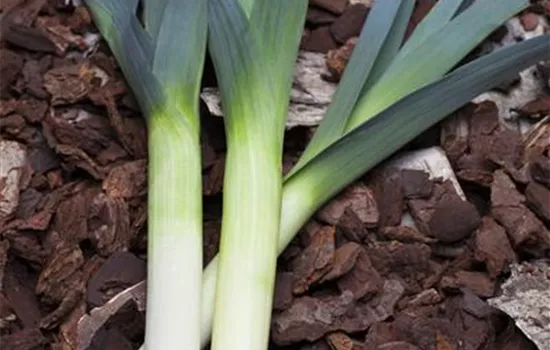 Porree Speedy Porree Speedy