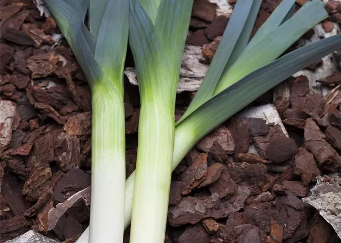 Porree Speedy Porree Speedy