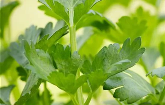 Knollensellerie Knollensellerie