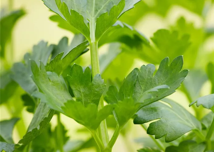 Knollensellerie Knollensellerie