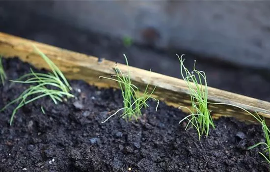 Lauchzwiebeln Lauchzwiebeln