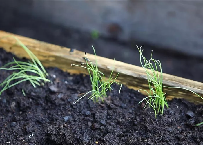 Lauchzwiebeln Lauchzwiebeln