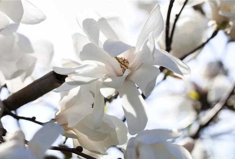 Magnolia x loebneri 'Merrill'