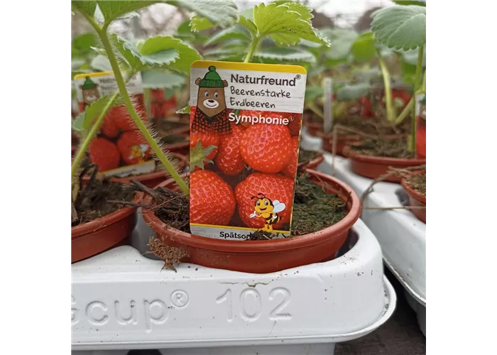 Fragaria ananassa Symphonie Fragaria ananassa Symphonie
