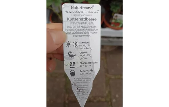 Fragaria ananassa Klettererdbeere Fragaria ananassa Klettererdbeere