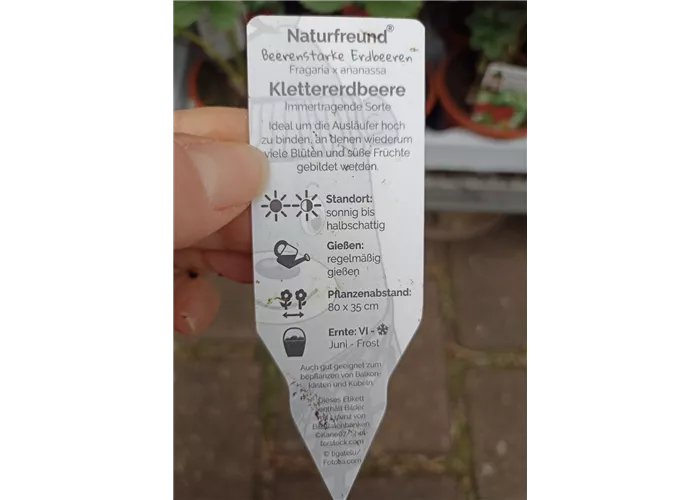 Fragaria ananassa Klettererdbeere Fragaria ananassa Klettererdbeere