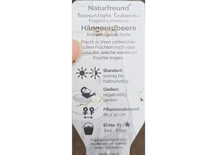 Fragaria ananassa Hängeerdbeere Fragaria ananassa Hängeerdbeere