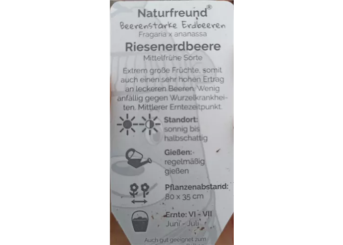 Fragaria ananassa Riesenerdbeere Fragaria ananassa Riesenerdbeere