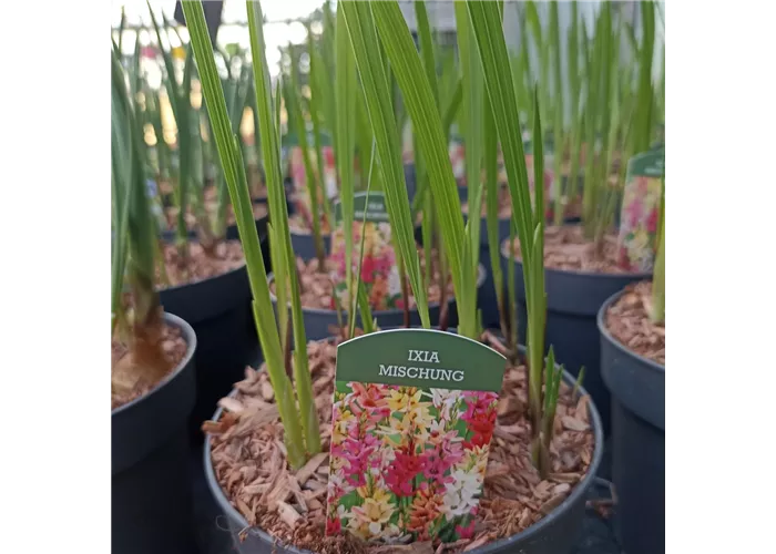 Ixia hybride Ixia hybride