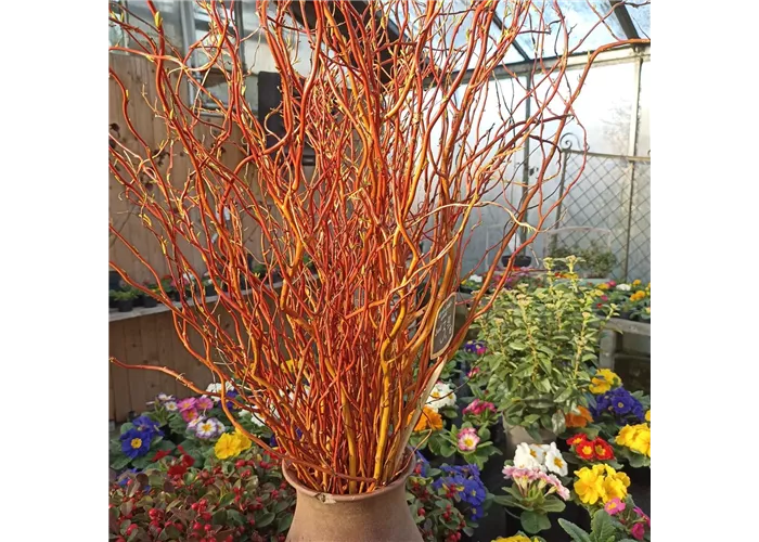 Korkenzieherweide pro Bund rot 100 cm