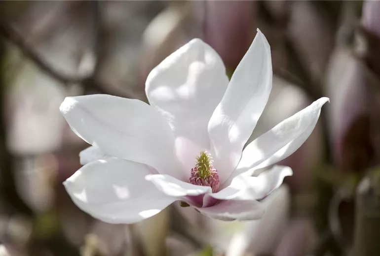 Magnolia x soulangiana 'San Jose'