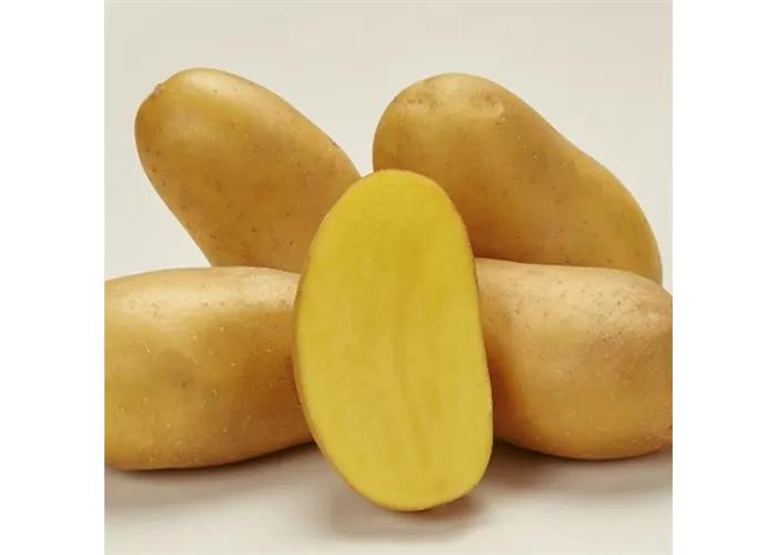 Pflanzkartoffel Sissi Pflanzkartoffel Sissi