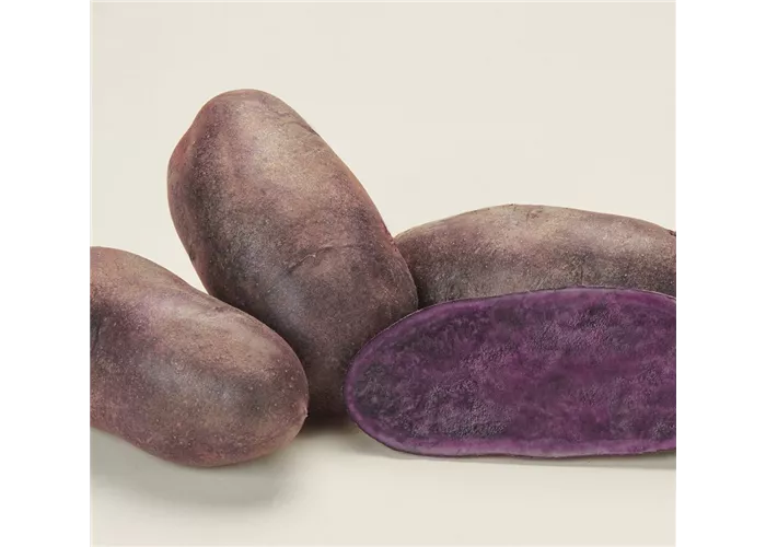 Pflanzkartoffel Blaue St. Galler Pflanzkartoffel Blaue St. Galler