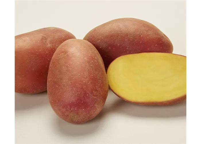 Pflanzkartoffel Sandra Pflanzkartoffel Sandra