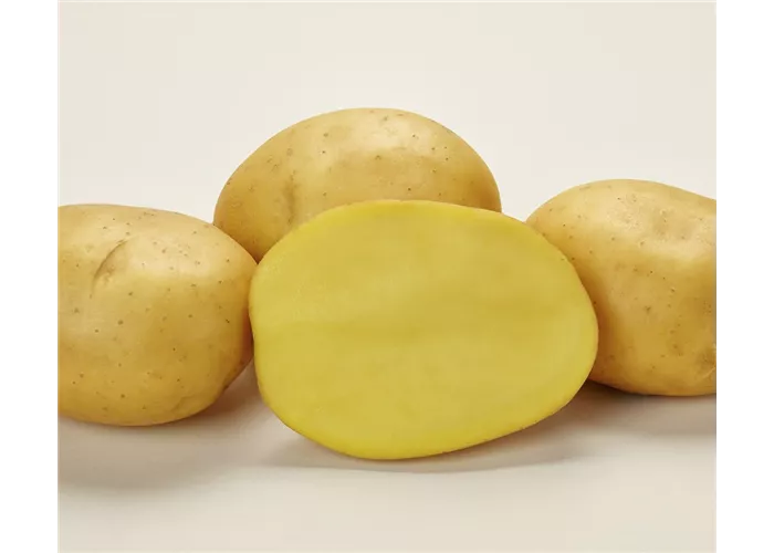 Pflanzkartoffel Bettina Pflanzkartoffel Bettina