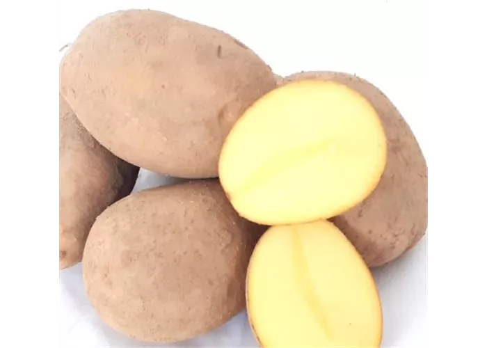 Pflanzkartoffel Lilly Pflanzkartoffel Lilly