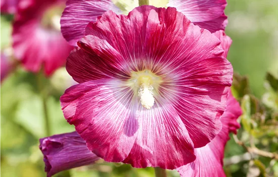 Alcea rosea Mix