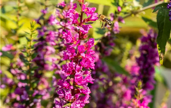 Lythrum salicaria Robin