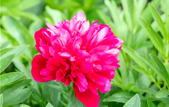 Paeonia officinalis 'Rubra Plena'