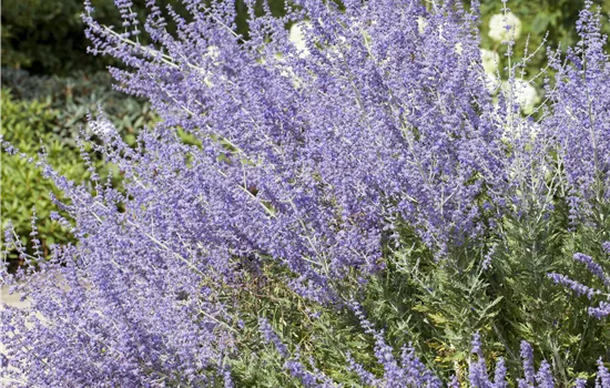 Perovskia atriplicifolia 'Little Spire' ®