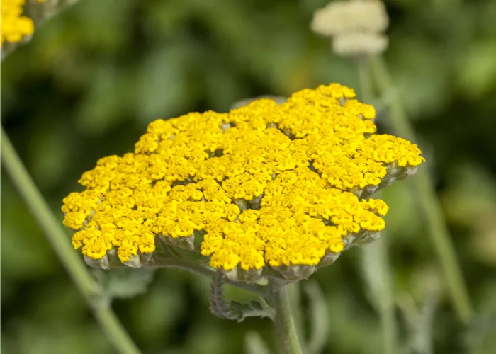 Achillea filipendulina 'Coronation Gold' Achillea filipendulina 'Coronation Gold'