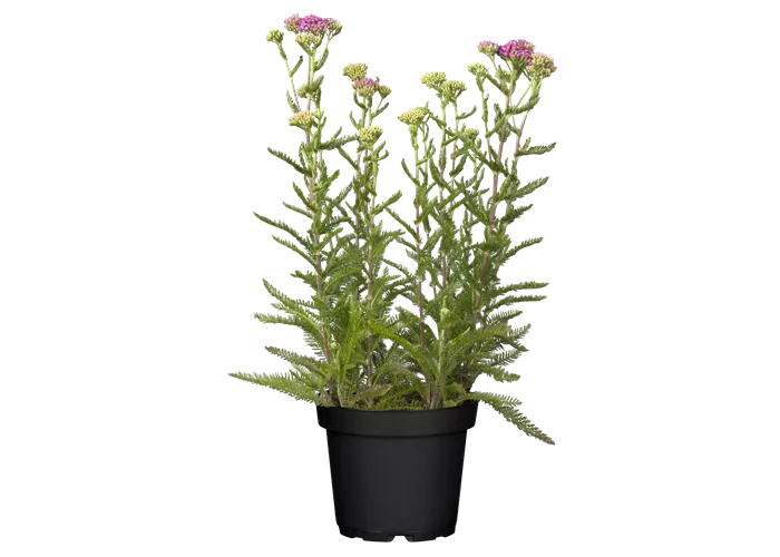 Achillea millefolium 'Pink Grapefruit' ® Achillea millefolium 'Pink Grapefruit' ®