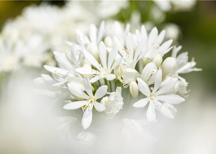 Agapanthus africanus 'Albus' Agapanthus africanus 'Albus'