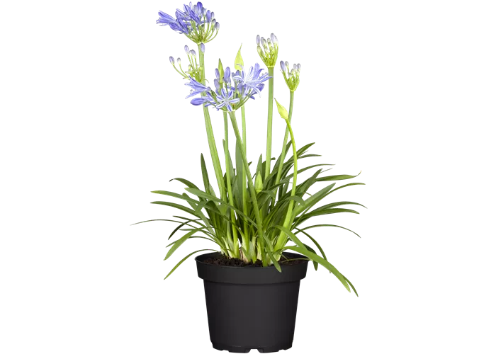 Agapanthus africanus 'Charlotte' ® Agapanthus africanus 'Charlotte' ®
