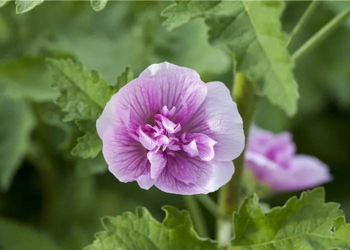 Alcalthaea suffrutescens 'Parkrondell'