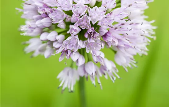 Allium tanguticum 'Summer Beauty' Allium tanguticum 'Summer Beauty'