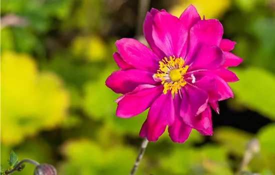 Anemone japonica 'Bressingham Glow' Anemone japonica 'Bressingham Glow'