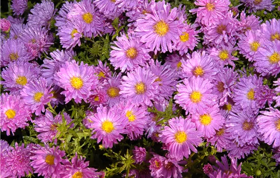 Aster novi-belgii 'Rosaperle' Aster novi-belgii 'Rosaperle'