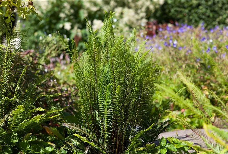 Blechnum spicant Blechnum spicant