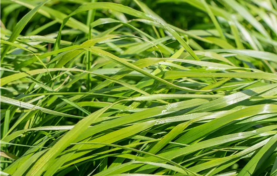 Calamagrostis x acutiflora 'Waldenbuch' Calamagrostis x acutiflora 'Waldenbuch'