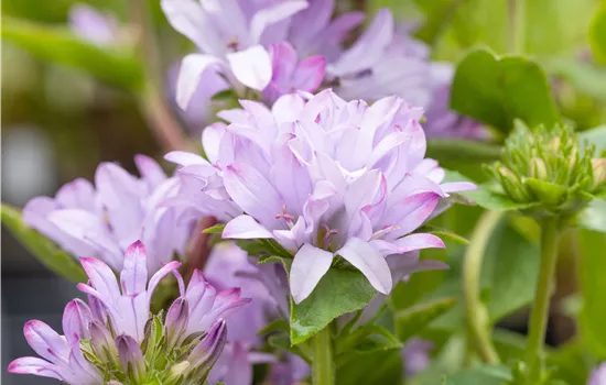 Campanula glomerata caroline Campanula glomerata caroline