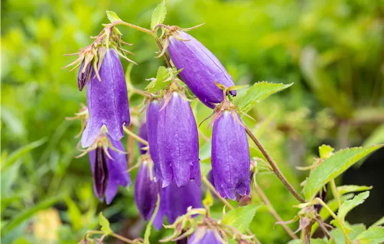 Campanula punctata sarastro