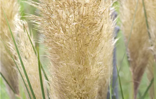 Cortaderia selloana rosa Cortaderia selloana rosa