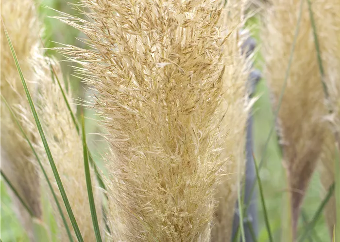 Cortaderia selloana  Cortaderia selloana