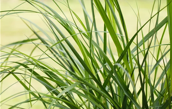 Cortaderia selloana 'Rosea' Cortaderia selloana 'Rosea'