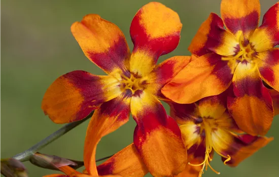 Crocosmia x crocosmiiflora 'Emily McKenzie'
