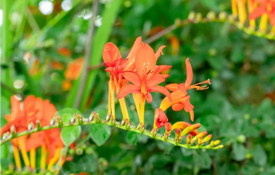 Crocosmia x crocosmiiflora 'Lucifer'